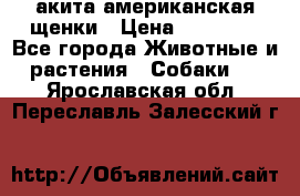 акита американская.щенки › Цена ­ 75 000 - Все города Животные и растения » Собаки   . Ярославская обл.,Переславль-Залесский г.
